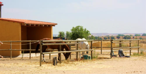 paddocks hípica caballos